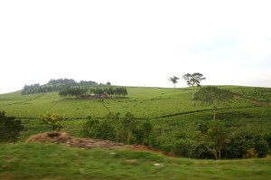 Tea Field between Kampala and Jinja