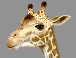 geoffrey
