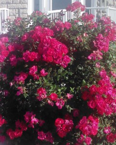 IMG_20130604_084622